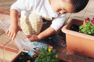 ２歳児・朝の様子・花の水やり②